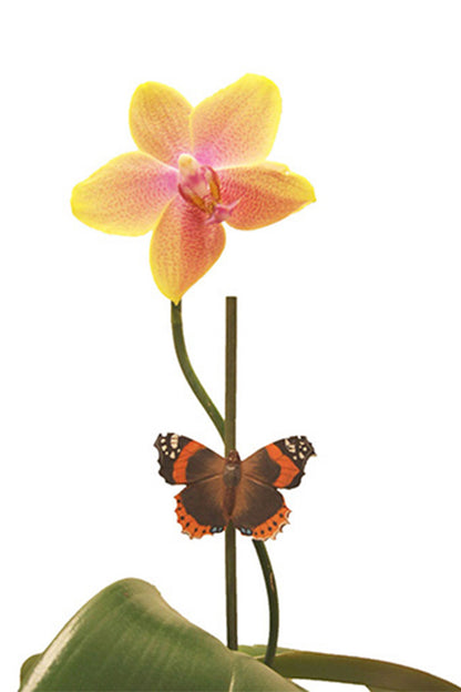 Magnete in legno a forma di farfalla Vanessa atalanta.
