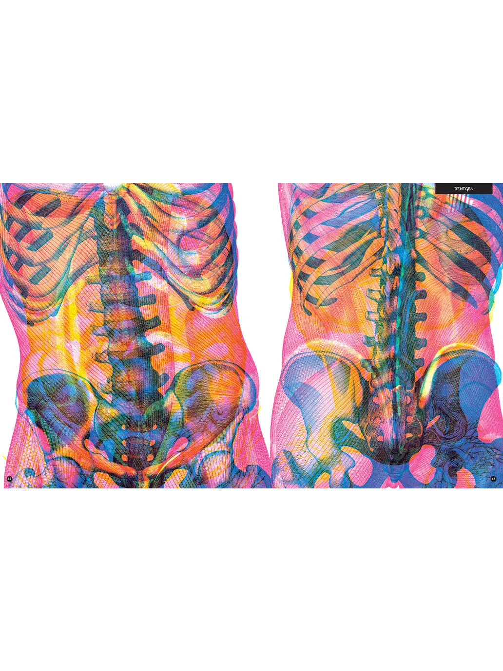 Gabinet anatomii Wydawnictwo Dwie Siostry BEBE Concept 