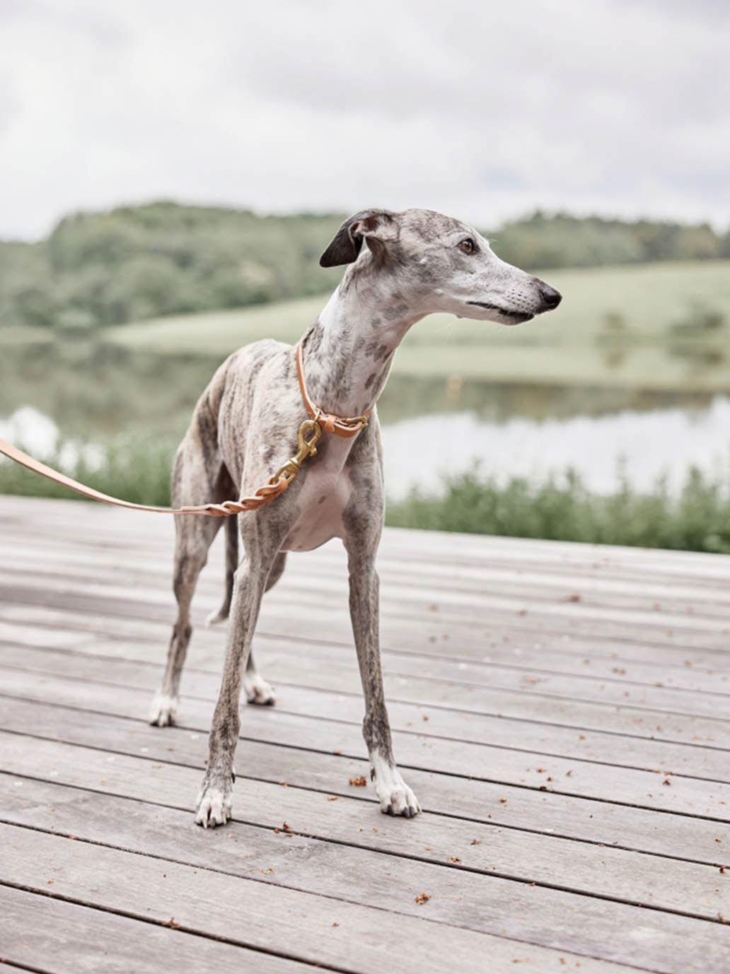 Skórzana obroża dla psa Robin Dog Collar OYOY BEBE Concept 