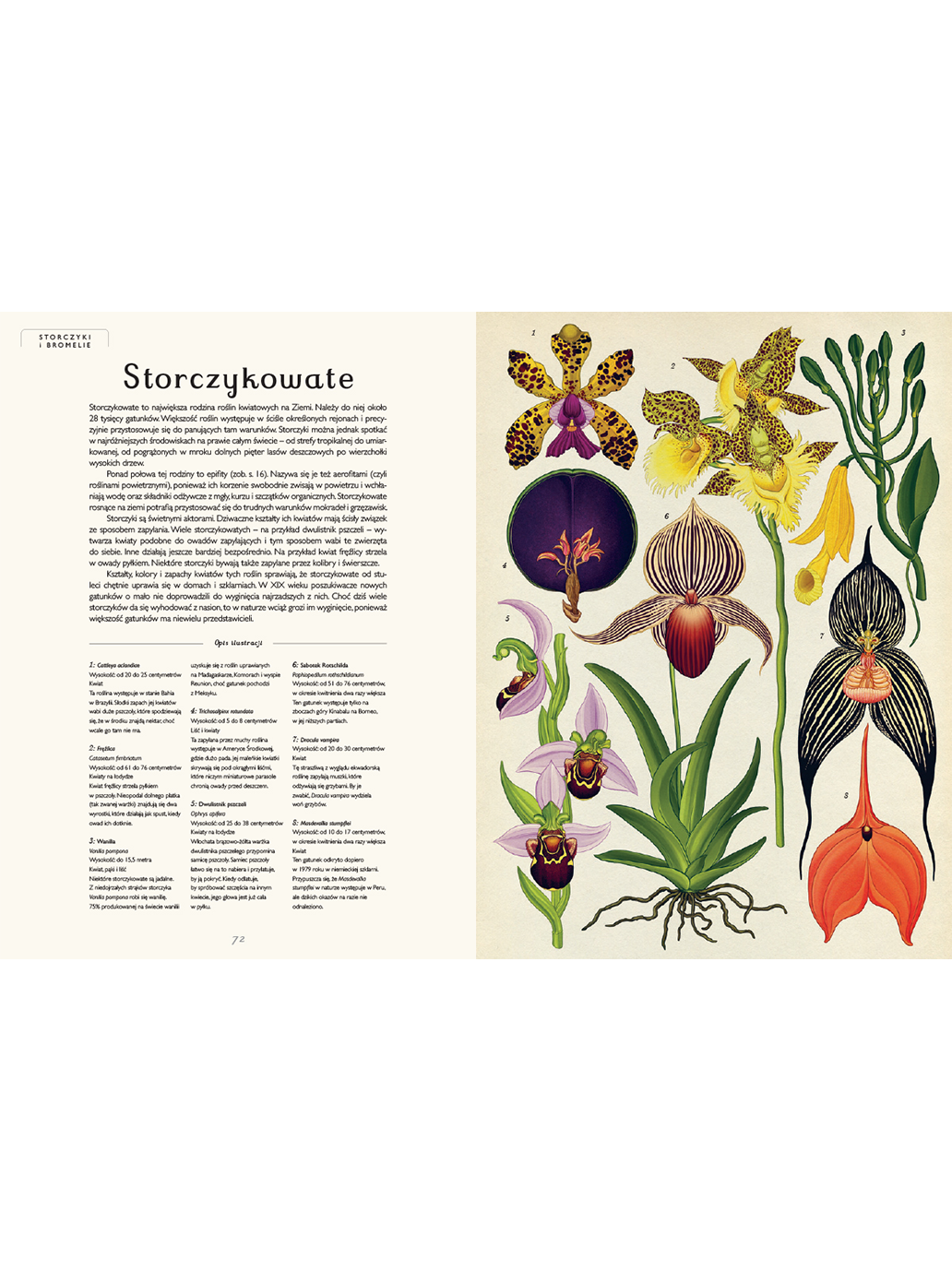 W Muzeum. Botanicum Wydawnictwo Dwie Siostry BEBE Concept 