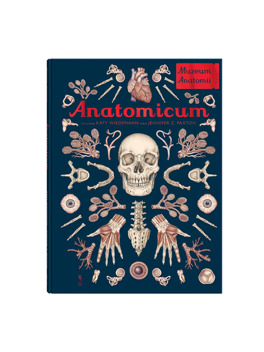 W Muzeum. Anatomicum Wydawnictwo Dwie Siostry BEBE Concept 