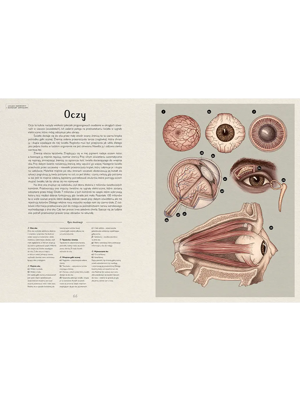 W Muzeum. Anatomicum Wydawnictwo Dwie Siostry BEBE Concept 