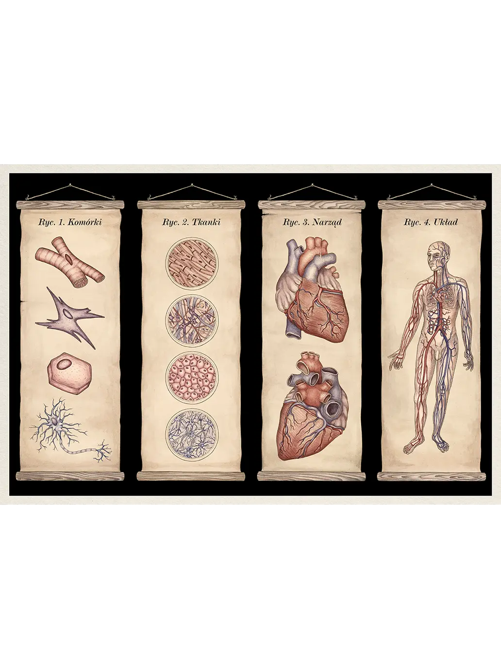 W Muzeum. Anatomicum Wydawnictwo Dwie Siostry BEBE Concept 