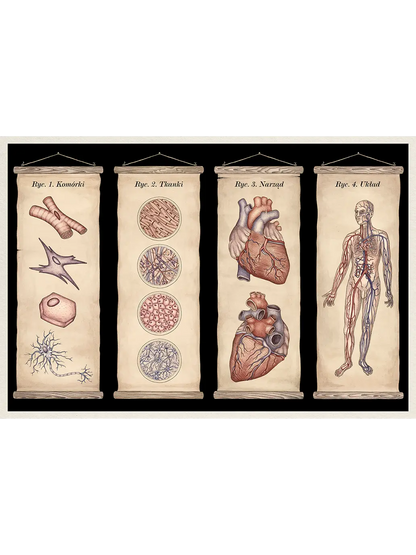 W Muzeum. Anatomicum Wydawnictwo Dwie Siostry BEBE Concept 