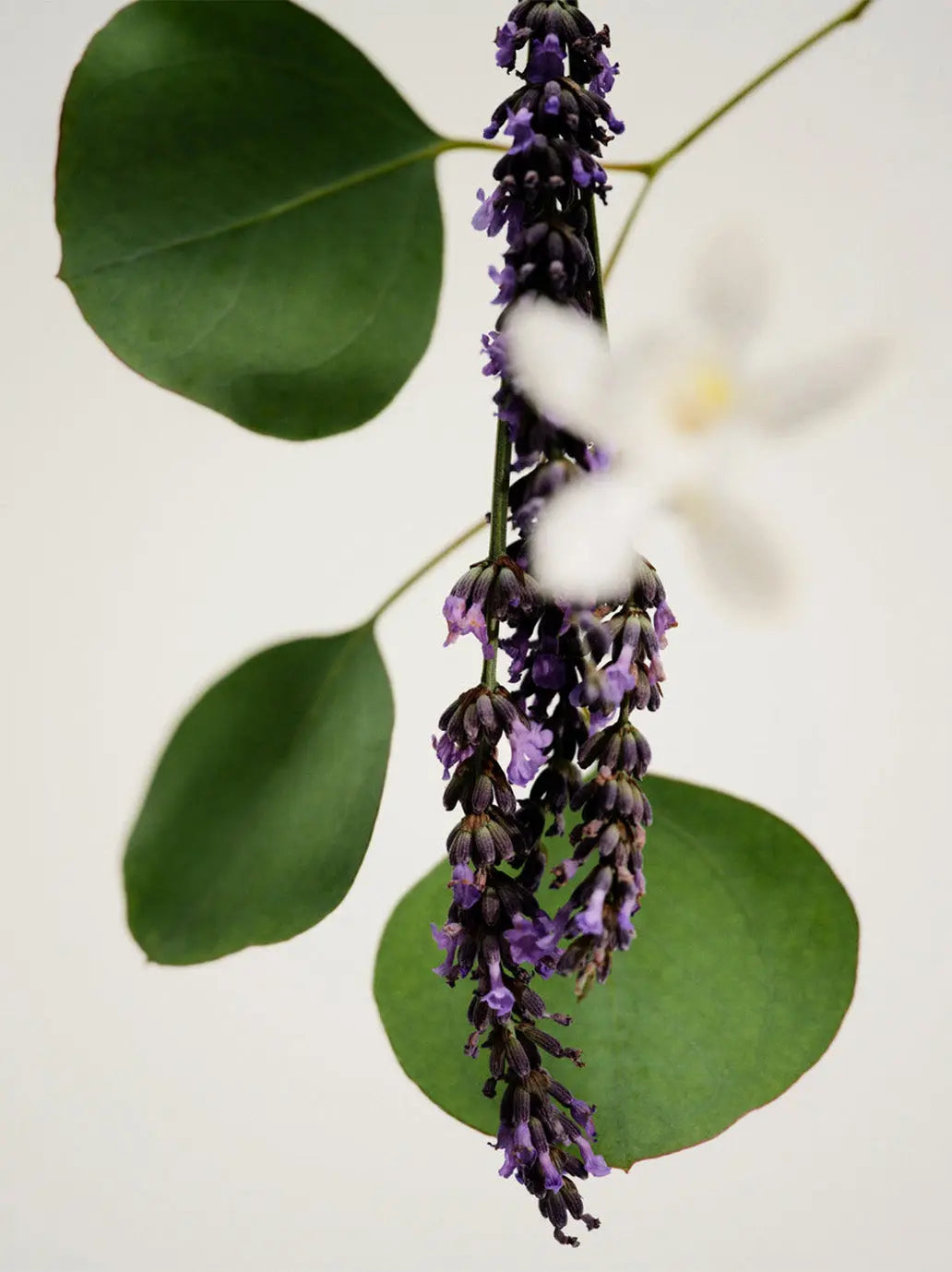Naturalna świeca zapachowa Lavender Maison Louis Marie BEBE Concept 
