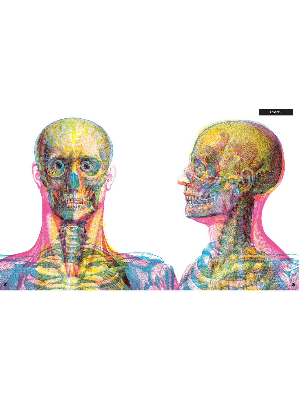 Gabinet anatomii Wydawnictwo Dwie Siostry BEBE Concept 