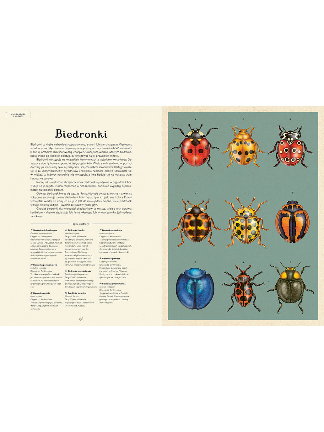 W Muzeum. Insektarium Wydawnictwo Dwie Siostry BEBE Concept 