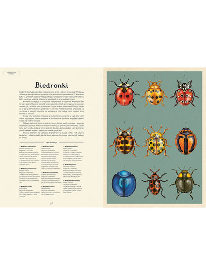 W Muzeum. Insektarium Wydawnictwo Dwie Siostry BEBE Concept 