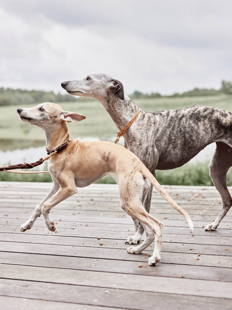 Skórzana obroża dla psa Robin Dog Collar OYOY BEBE Concept 