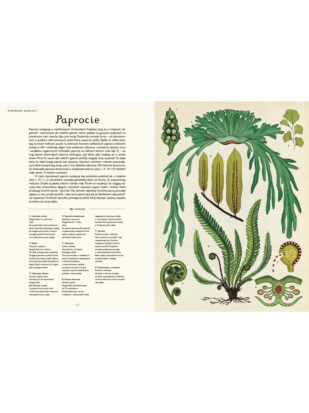 W Muzeum. Botanicum Wydawnictwo Dwie Siostry BEBE Concept 
