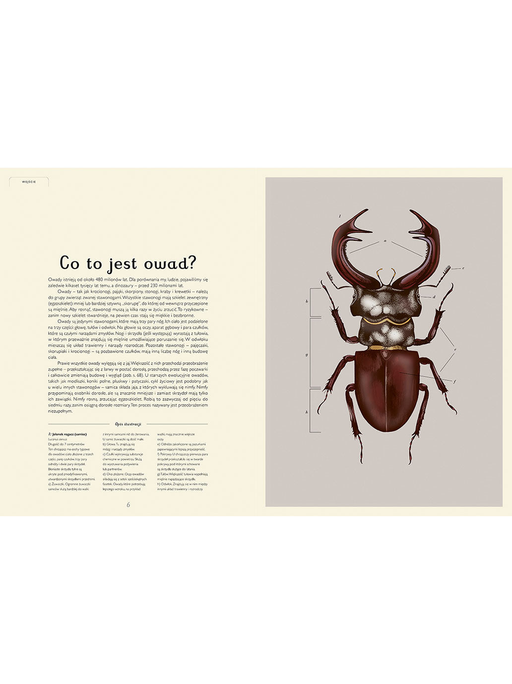 W Muzeum. Insektarium Wydawnictwo Dwie Siostry BEBE Concept 