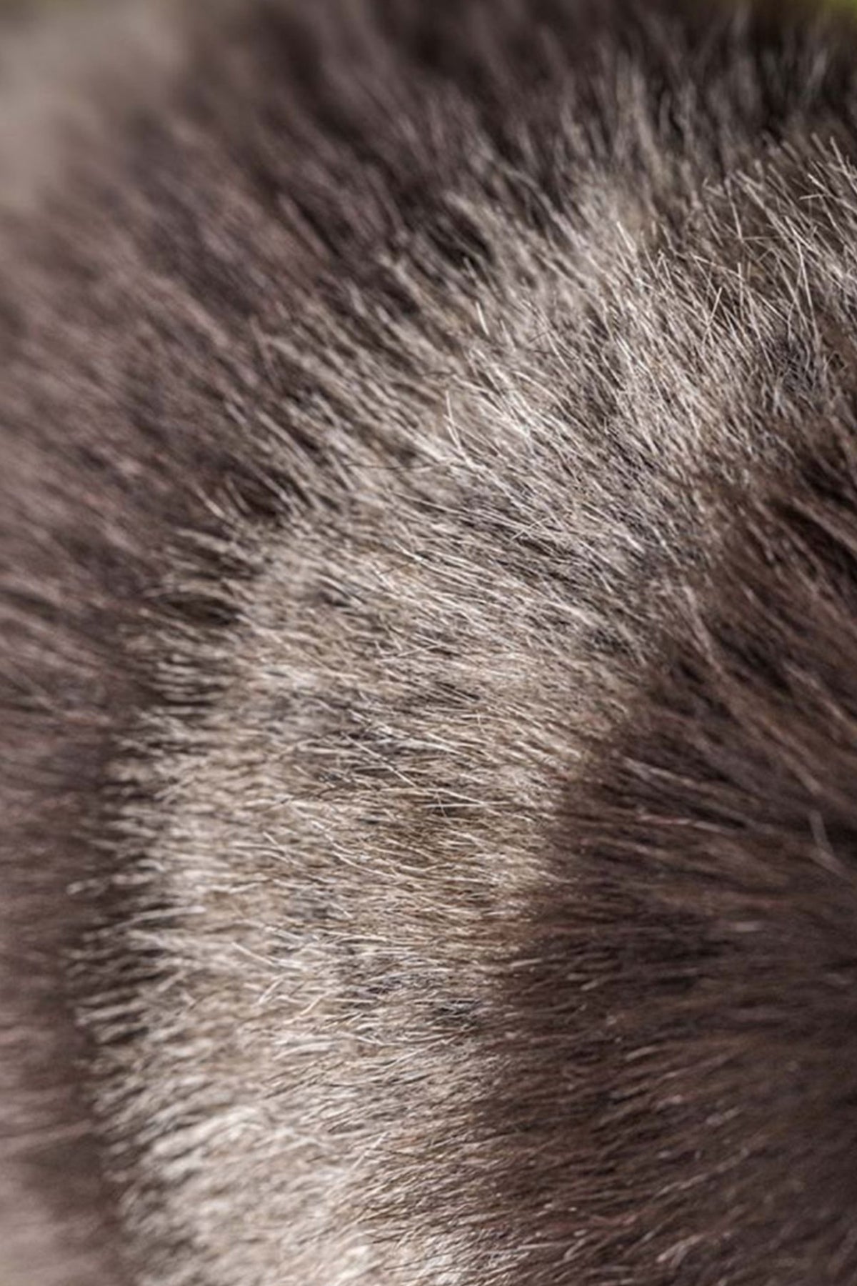 Peluche raton laveur Trixiwoo